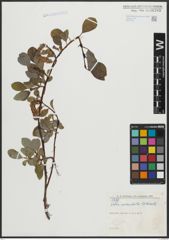 Foto von Salix arctophila Cockerell ex A. Heller